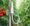 7699ded3f27c195b67b0f19462645aeac310eb6dded93405cb72d280451d09.jpeg.1024x1024.jpeg (TDSIR001) Aranet IR Plant Temperature sensor